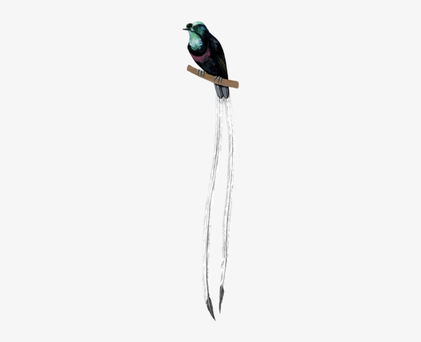 Ribbon-tailed Astrapia, transparent png #2549754