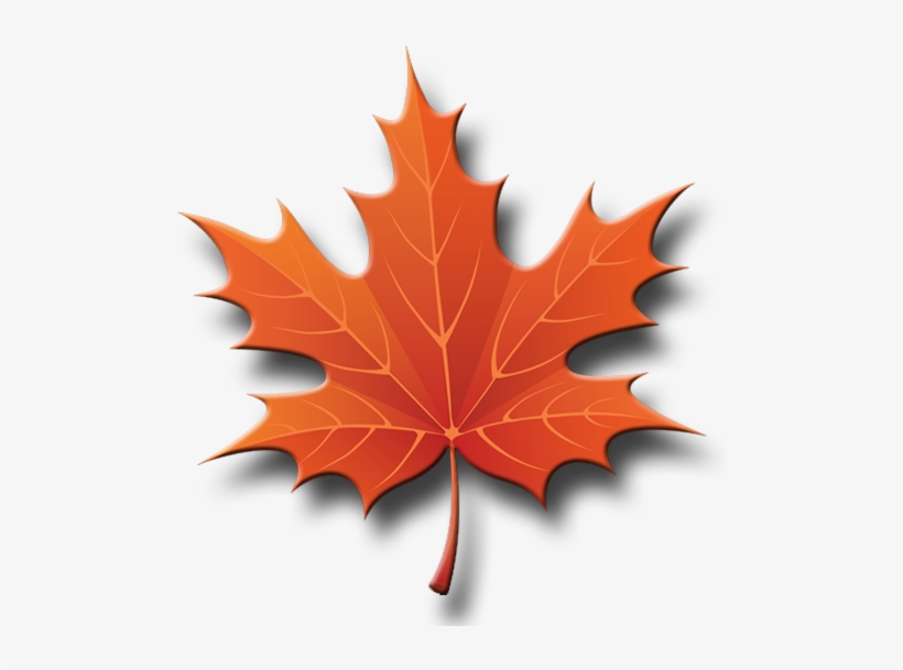 Jkll - Maple Leaf Tree Clip Art, transparent png #2549773