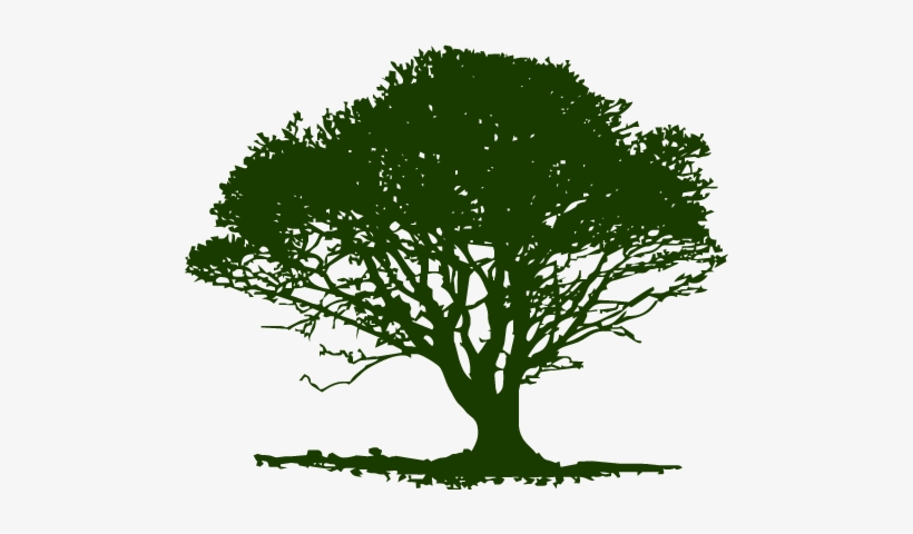 Single Dark Green Tree - Tree From The Left Side, transparent png #2550158