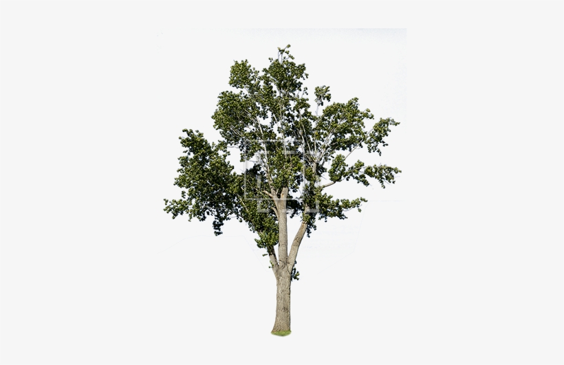 A Bright Green Middle Sized Tree For Your Landscape - Arboles Sin Fondo Psd, transparent png #2550296