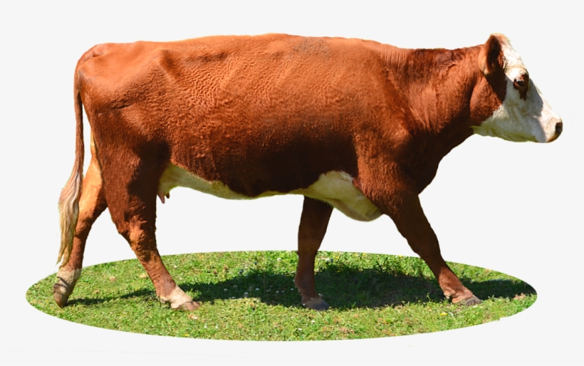 Cow Png Image, Free Cows Png Picture Download - Limousin Cow Png, transparent png #2550495