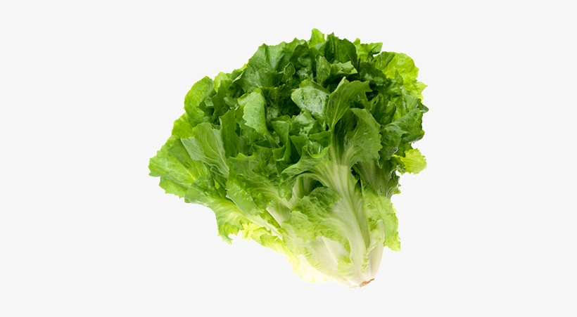 Escarole - Iceburg Lettuce, transparent png #2550716