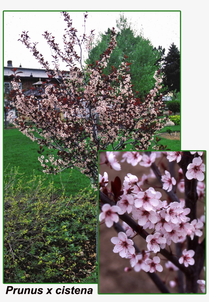 Prunus X Cistena In Bloom, transparent png #2550949