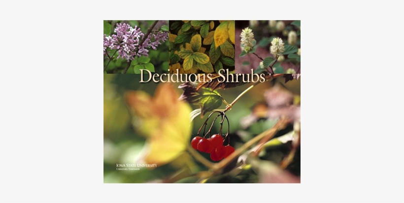 Silver Buffaloberry, transparent png #2551032