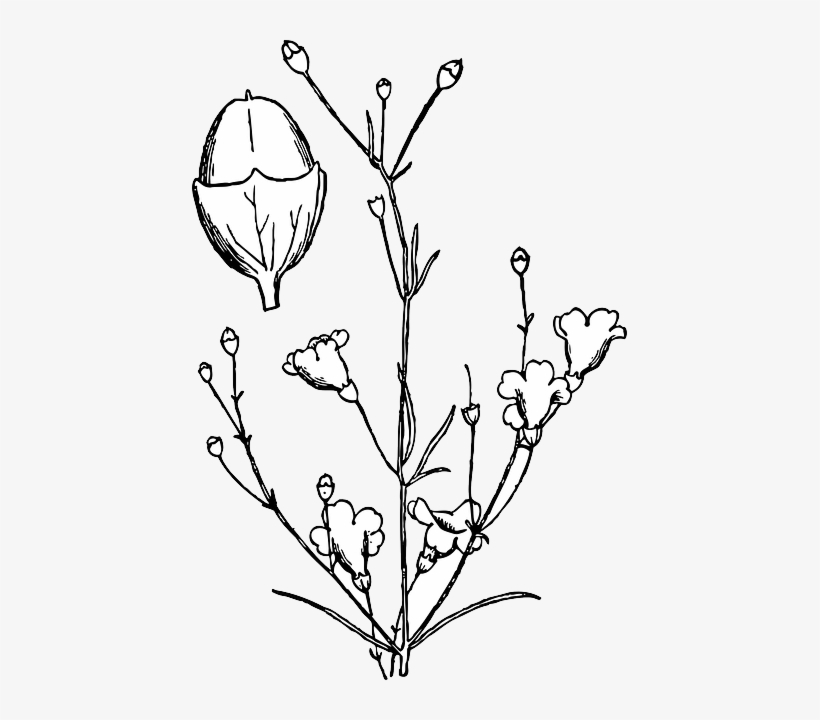 Image Black And White Download Drawn Shrub Outline - Agalinis Obtusifolia, transparent png #2551036