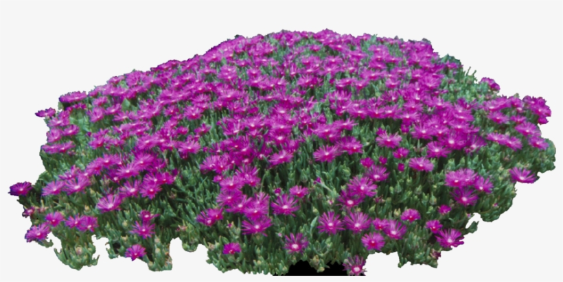 Presentation Boards Sketches Graphics Designs Interior - African Daisy, transparent png #2551231