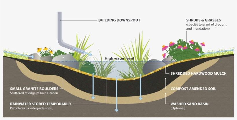 Rain Garden Cross Section - Rain Garden, transparent png #2551329