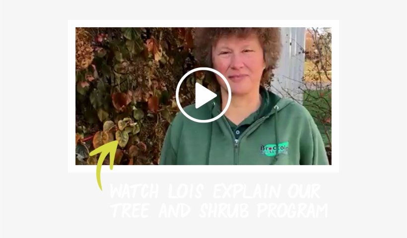 Tree & Shrub Care - Broccolo Tree & Lawn Care, transparent png #2551419