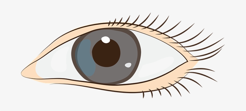 Eyes Sight Face Clip Art Graphics Eyes Eye - Clip Art, transparent png #2551739
