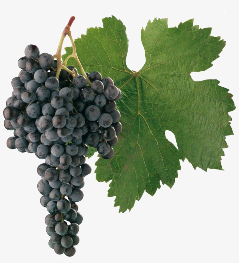 Merlot - Cabernet Sauvignon Grapes Png, transparent png #2552159