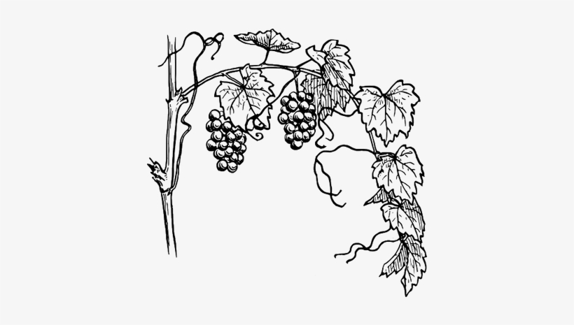 Grapevine Clipart, transparent png #2552253
