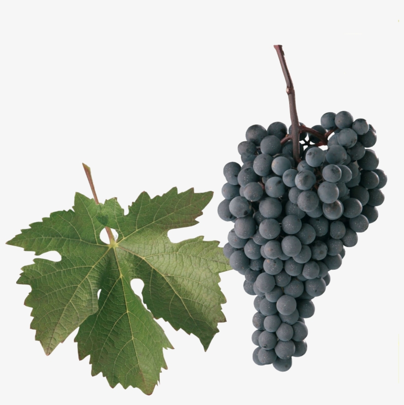 Neronet - Alibernet Grape, transparent png #2552394