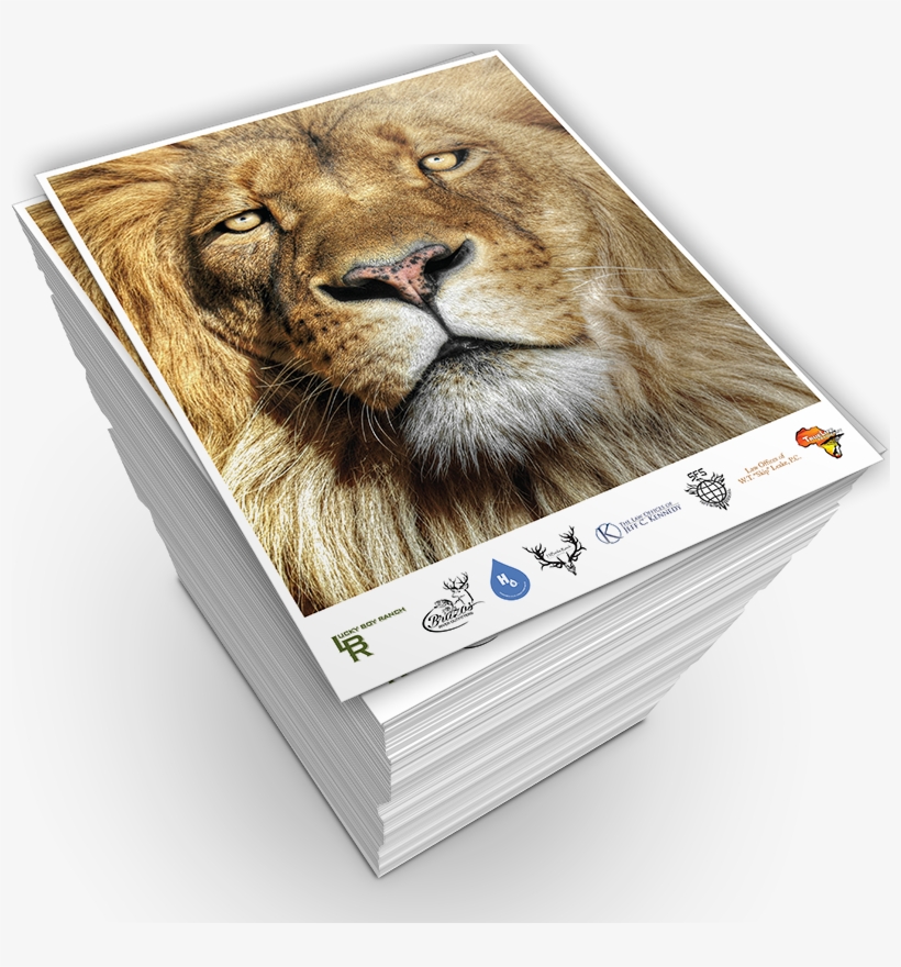 Lionheart Ep Vinyl Maxi, transparent png #2554889