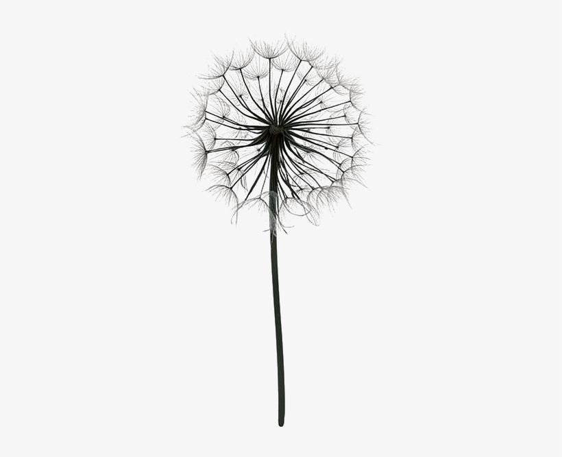 Png Download Dandelions Drawing Color - Dandelion Pictures Black And White, transparent png #2555258