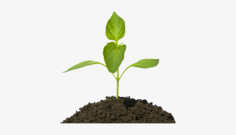 Free Flower Plants Psd Files - Plant In Dirt Png, transparent png #2555650