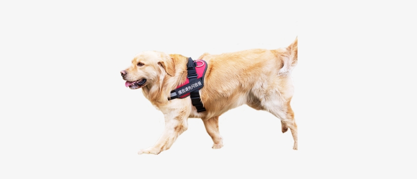 "limited Offer" Dog Chain Dog Rope K9 Dog Leash Walking - Dog, transparent png #2555793