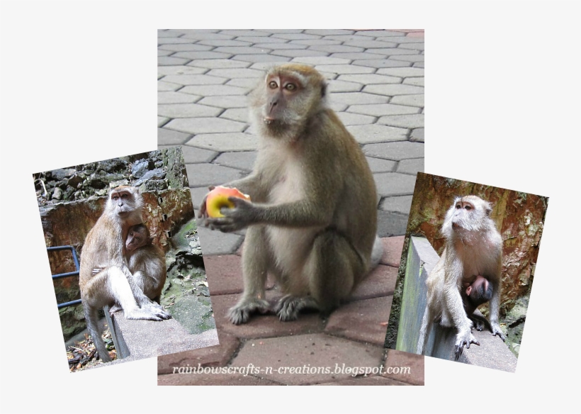The Temple Cave Itself Is So Spectacular, Here You - Rhesus Macaque, transparent png #2556626