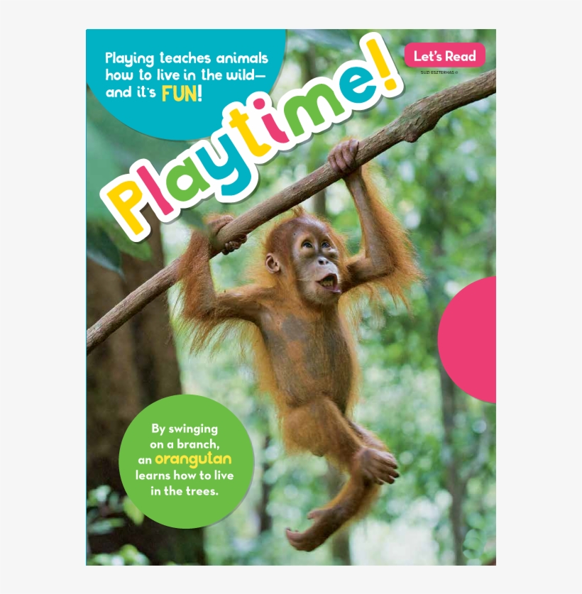 Read It - Rhesus Macaque, transparent png #2556691