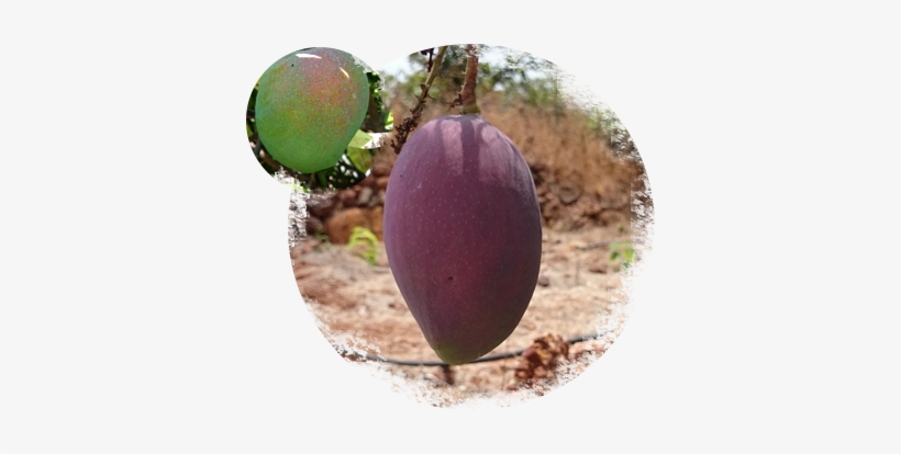 About Soofi Mangoes - Mango, transparent png #2557011