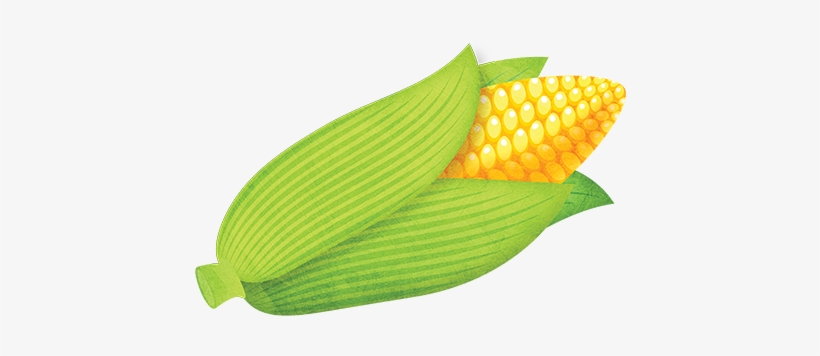 Sweet Corn - Maize, transparent png #2557163