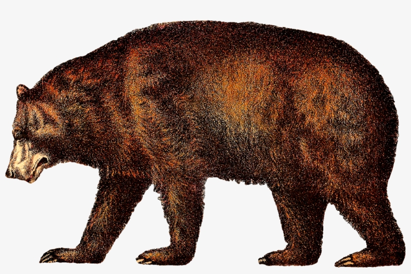 Circus Animals Downloads - Vintage Bear Illustration, transparent png #2557222