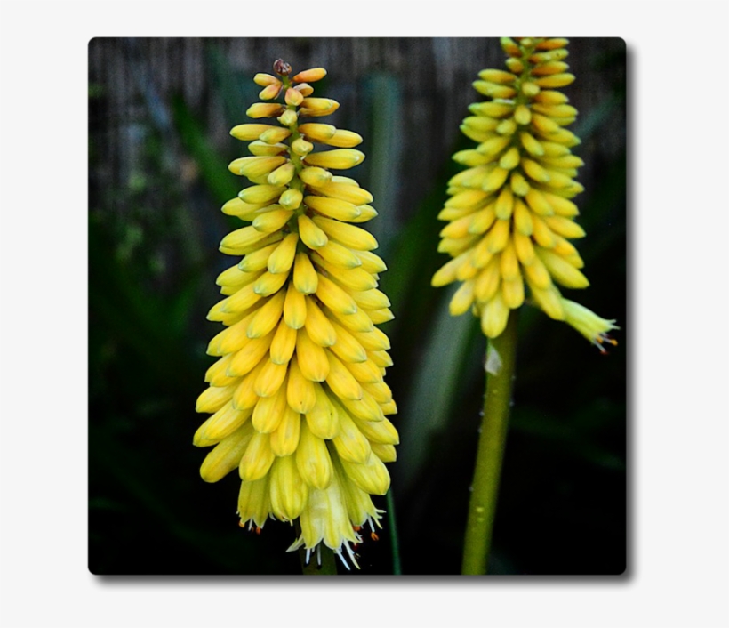 Kniphofia Sweet Corn - Red Hot Pokers, transparent png #2557495