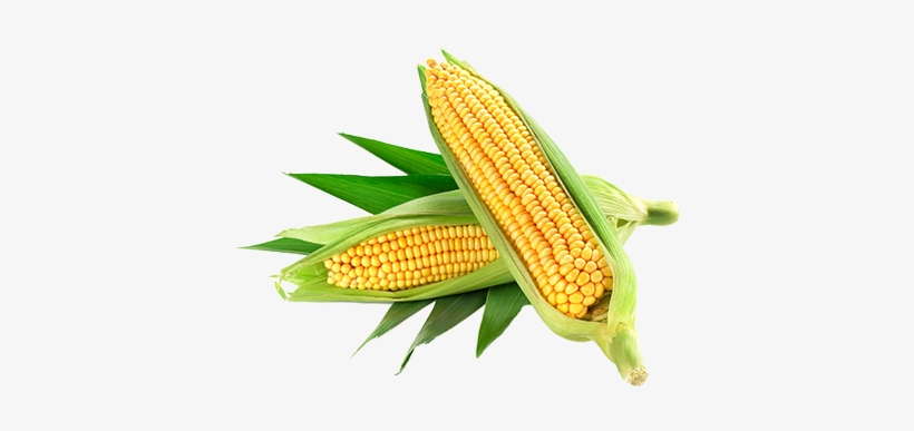 Full Of Flavour - Corn Png Hd, transparent png #2557606