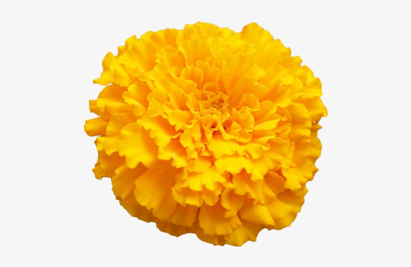 Birth Flowers, Love Flowers, Transparent Flowers, Marigold - Marigold Png, transparent png #2558053
