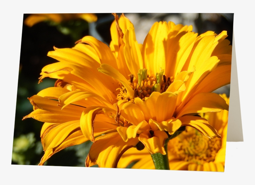 Floral & Garden Photography - River, transparent png #2558285