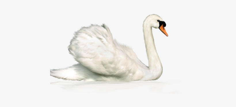 0 14474b 578a4850 Xl - .net, transparent png #2558343