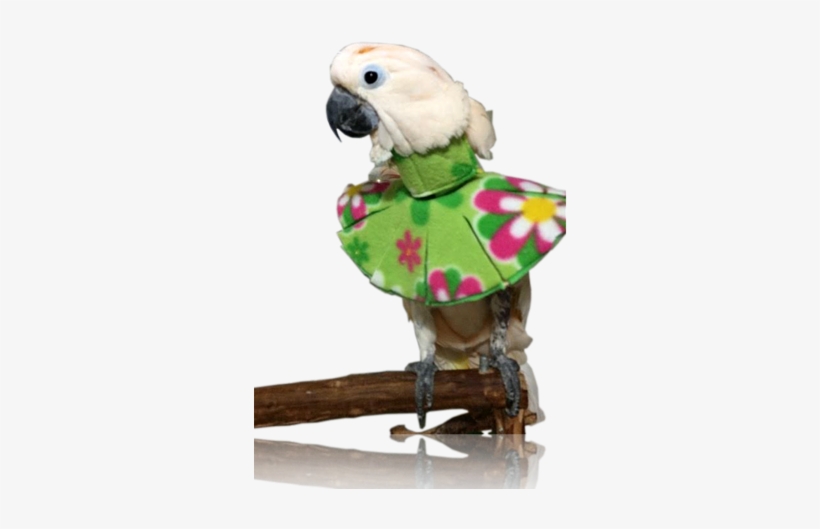 Protection From Feather Destructive Behavior - Feather, transparent png #2558459