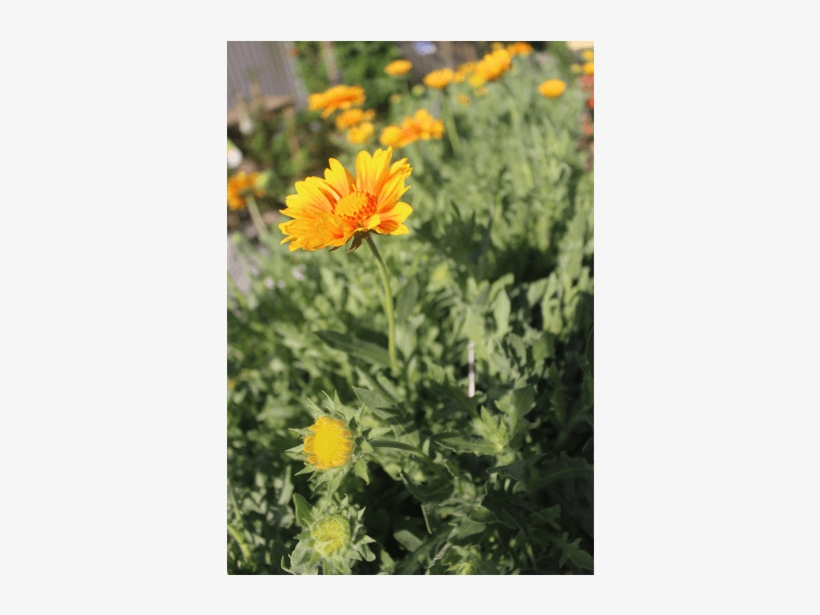 Photo Album - African Daisy, transparent png #2558462