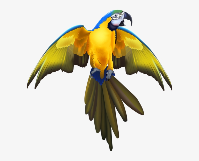 Parrots - Cafepress Pirate Parrot Round Coaster, transparent png #2558464