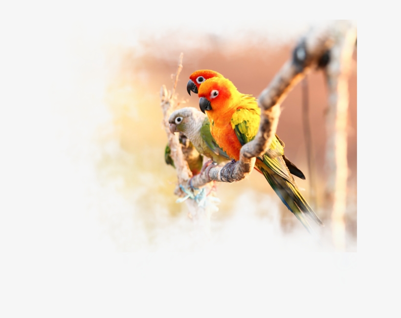 Nirmal Ganga - Parrot, transparent png #2558647