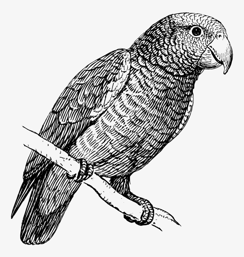 Parrot Clip Art Download - Parrot Bird Black And White, transparent png #2558703