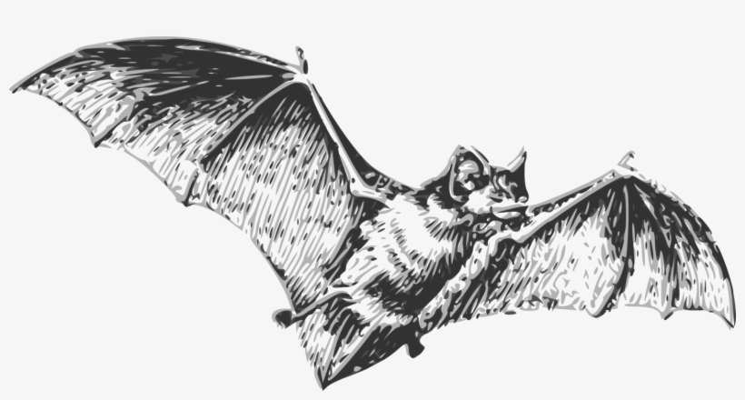 Bat Flight Bat Flight Drawing Free Commercial Clipart - Bat Flying Black And White, transparent png #2560522