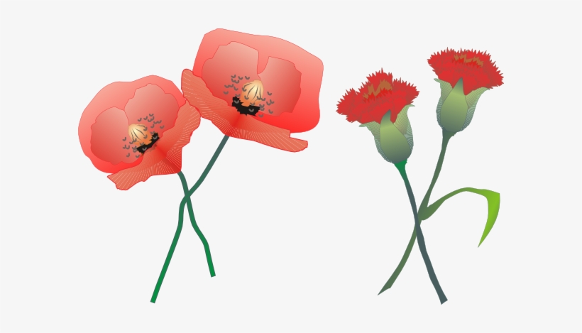 Blossoming Carnations Clipart Png For Web, transparent png #2561257