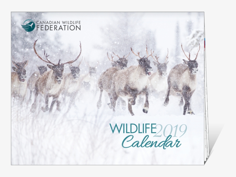 The Much-anticipated 2019 Cwf Calendar Is Now Available, - Elk, transparent png #2561471