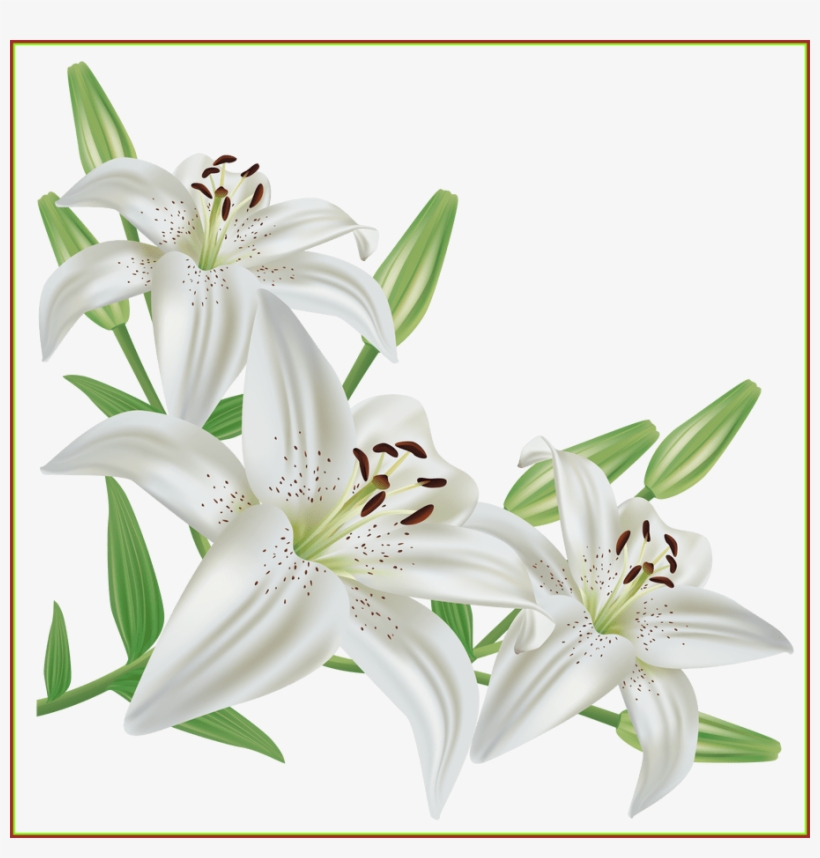 The Best White Lilium Png Picture Cvetochnye - Lily Flower Png, transparent png #2562486