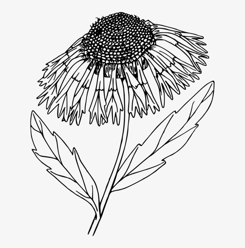 Floral Design Line Art Computer Icons Drawing - Portable Network Graphics, transparent png #2562825