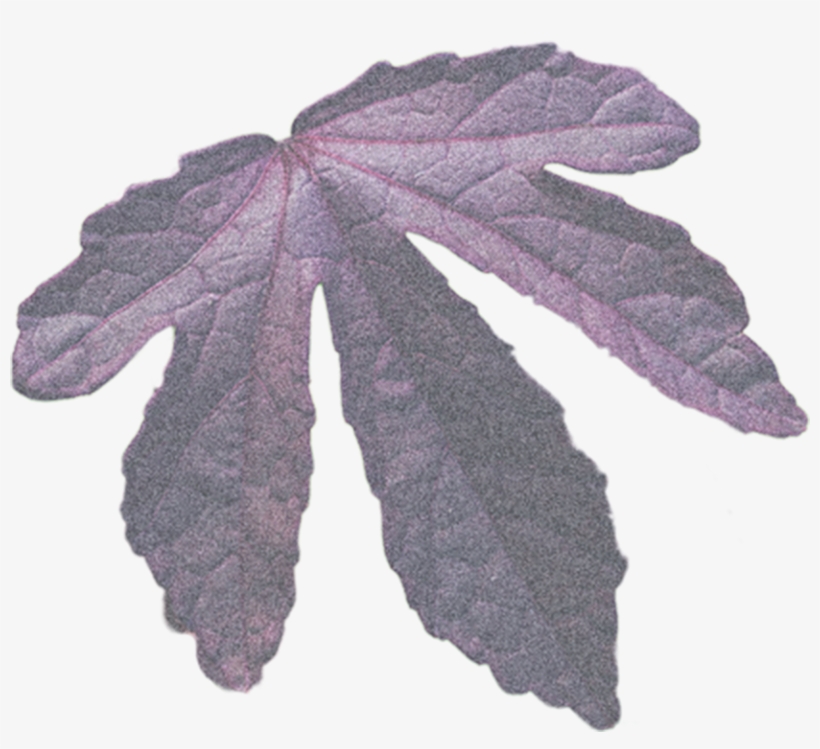 Biological Field - Gambel Oak, transparent png #2563479