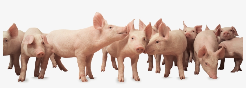 About - Selection Pig, transparent png #2564590