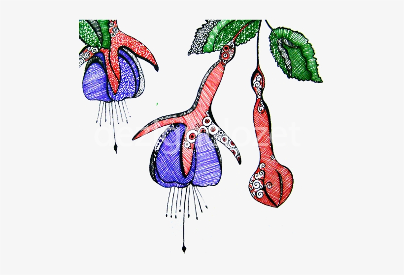 'fuschias' - Fuchsia, transparent png #2564779