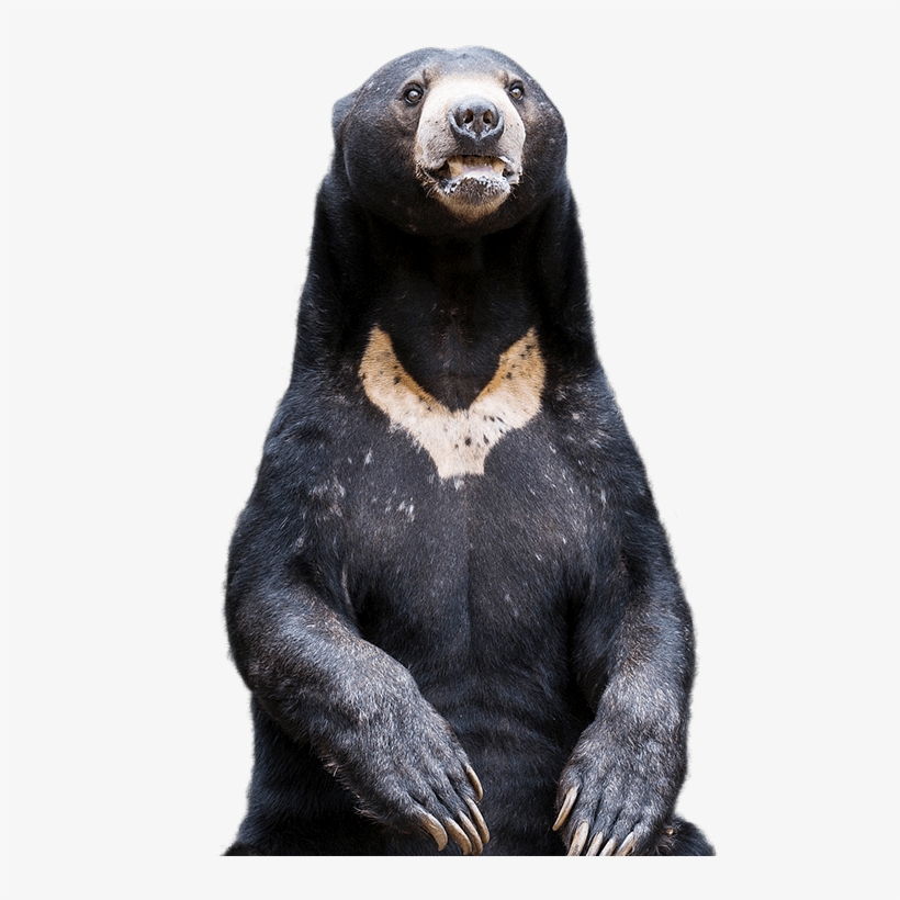 Sun Bear Encounter - Sun Bear Png, transparent png #2564928