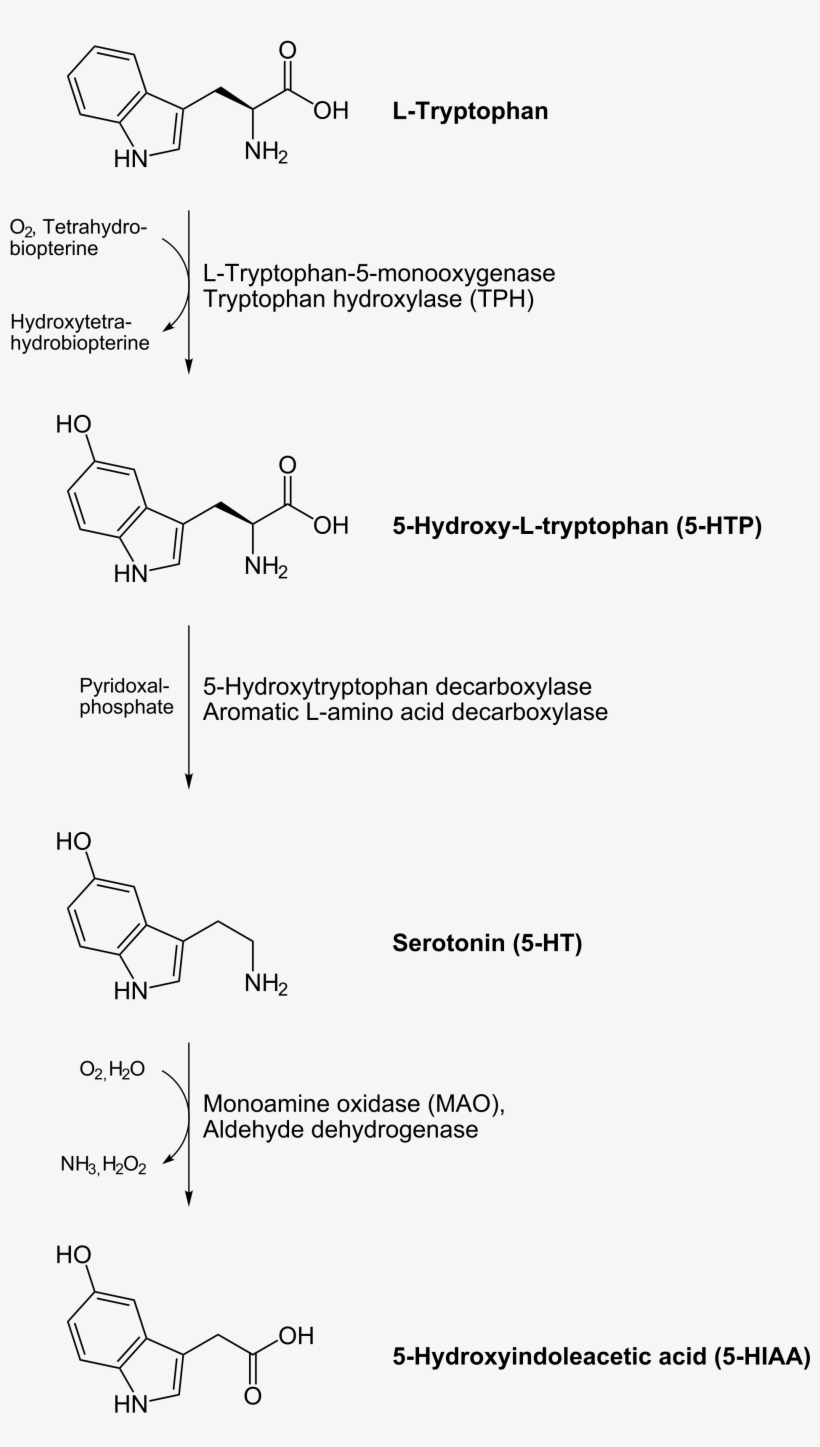 Open - Hormon Szczęścia Serotonina, transparent png #2565697