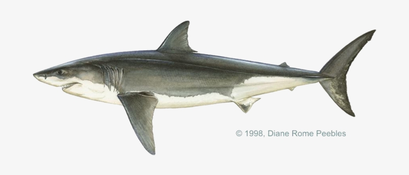 Tiburon Blanco Real Png, transparent png #2566706
