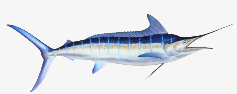 Striped Marlin, Oahu, Hawaii - Black Marlin Fish, transparent png #2566712