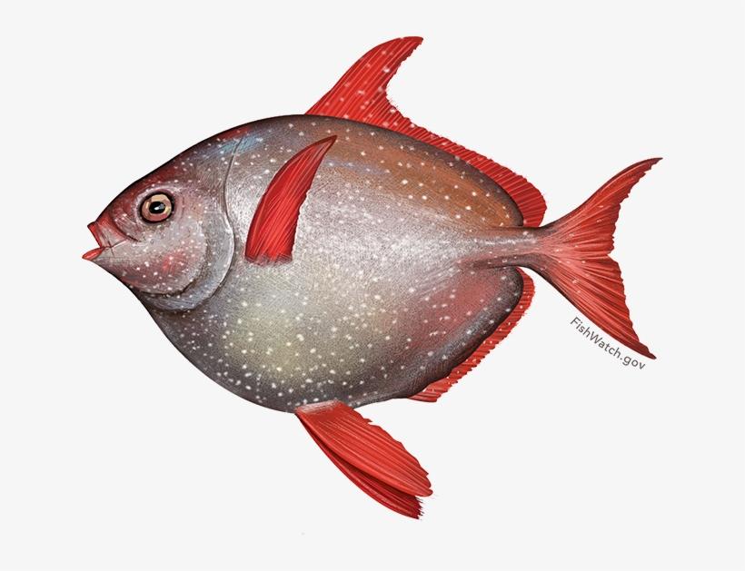 Grilled Spice-rubbed Opah - Opah, transparent png #2566789