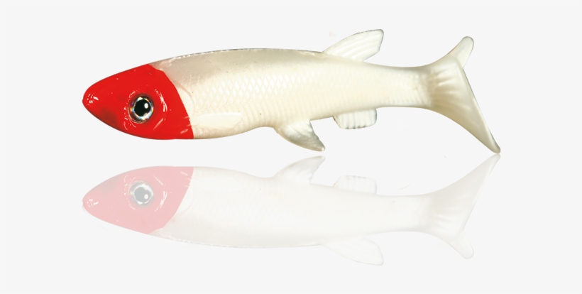 Fish, transparent png #2566871