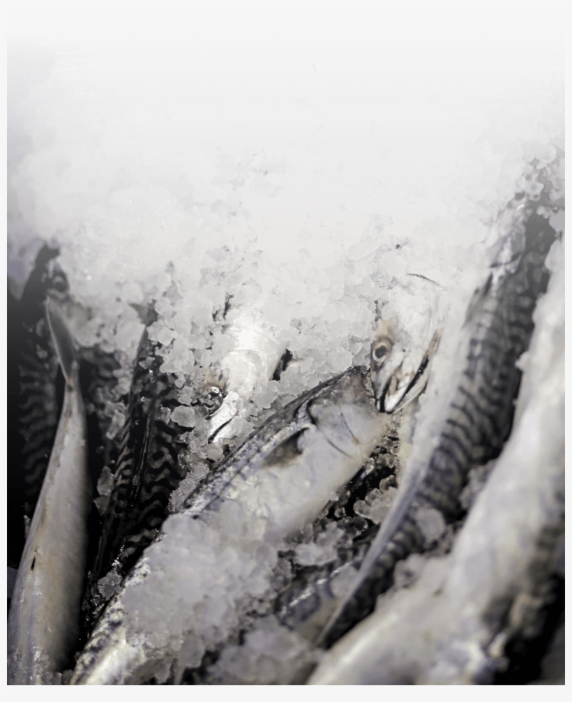 Fish On Ice - Ice, transparent png #2567029